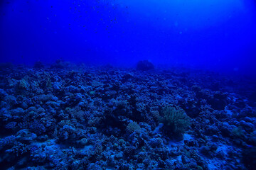 Naklejka na ściany i meble underwater landscape in the sea on a coral reef background