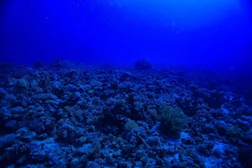 Foto op Aluminium underwater landscape in the sea on a coral reef background © kichigin19