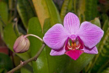 Moth Orchid (Phalaenopsis hybridum) in greenhouse