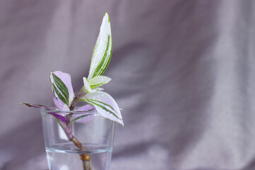 Flower leaves in a glass dish as background, texture.
