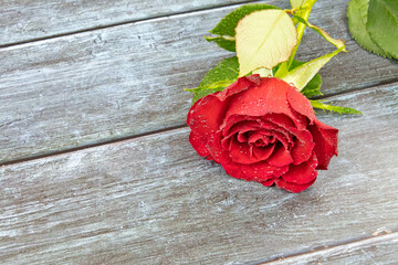 red rose close-up on a wooden background