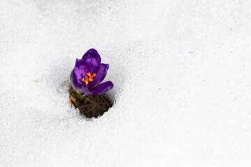 Crocus - a small, spring-flowering plant of the iris family, which grows from a corm and bears bright yellow, purple, or white flowers.