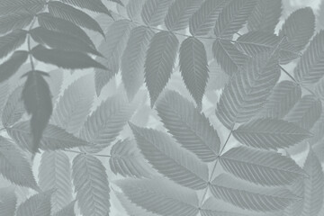 Vegetable mystical background from meadowsweet leaves. Abstract natural wallpaper from the foliage of a ornamental shrub. Light black and white plant backdrop