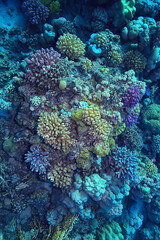 Naklejka na ściany i meble coral reef background, underwater marine life ecosystem ocean sea