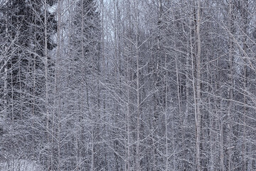 winter landscape trees covered with hoarfrost