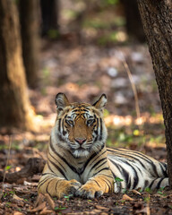 Indian wild royal bengal male tiger portrait or closeup in open during morning jungle safari or drive at bandhavgarh national park or tiger reserve madhya pradesh india - panthera tigris tigris