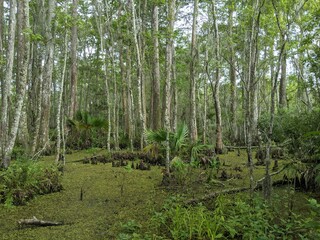 Fototapeta premium swamp