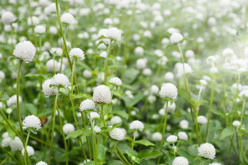 Beautiful white globe amaranth or bachelor button flower in garden for background. selective focus