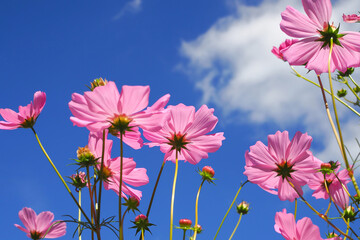 Pink cosmos flowers blooming in blue sky for bacground.