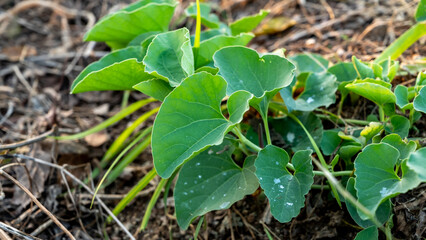Aristolochia bracteolata also known as 'worm killer' in English due to its anthelminthic activity and trypanocidal effect, is a perennial herb.
