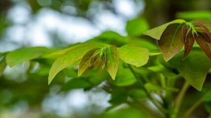 Phyllanthus acidus, known as the Otaheite Gooseberry, Malay, Tahitian, country Gooseberry, starberry, arbari, West India Gooseberry, or simply gooseberry tree