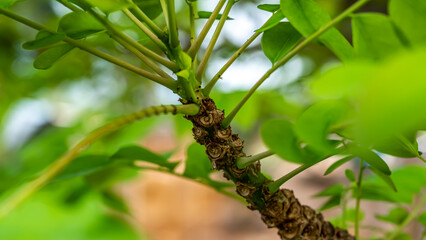 Phyllanthus acidus, known as the Otaheite Gooseberry, Malay, Tahitian, country Gooseberry, starberry, arbari, West India Gooseberry, or simply gooseberry tree