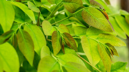 Phyllanthus acidus, known as the Otaheite Gooseberry, Malay, Tahitian, country Gooseberry, starberry, arbari, West India Gooseberry, or simply gooseberry tree