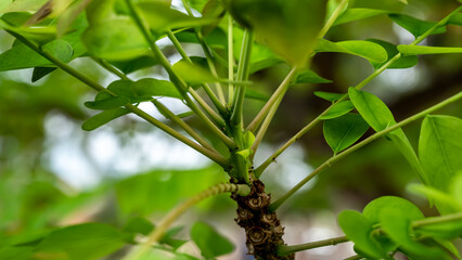 Phyllanthus acidus, known as the Otaheite Gooseberry, Malay, Tahitian, country Gooseberry, starberry, arbari, West India Gooseberry, or simply gooseberry tree