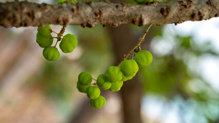Phyllanthus acidus, known as the Otaheite Gooseberry, Malay, Tahitian, country Gooseberry, starberry, arbari, West India Gooseberry, or simply gooseberry tree