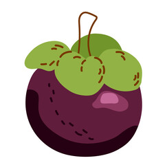 One exotic fruit is mangosteen. Vector hand-drawn illustration on a white background