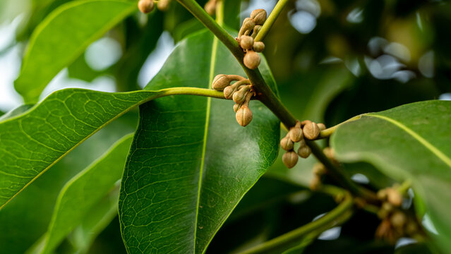 Mimusops elengi is a medium-sized evergreen tree found in tropical forests in South Asia, Southeast Asia and northern Australia. English common names include Spanish cherry, medlar, and bullet wood.
