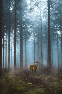 Hirsch steht im Wald bei Nebel und Sonnenschein
