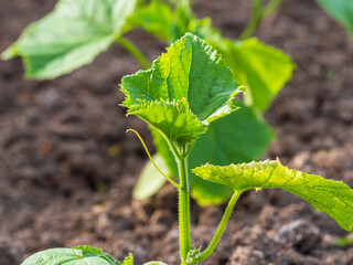 Small green cucumber plants illuminated by sunlight grow in the ground outside. Growing vegetables