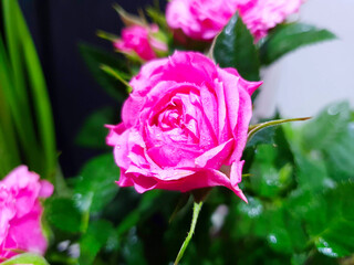 pink rose flower on a small rose bush	
