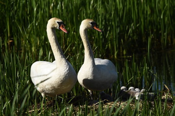 Obraz premium Mute swan swimming on the lake, river. A snow-white bird with a long neck, forming a loving couple and caring family.