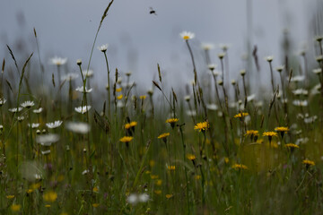 Summer landscape beautiful white clouds over a flowering meadow on a sunny day
