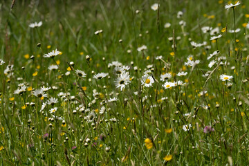 Fototapeta premium Summer landscape beautiful white clouds over a flowering meadow on a sunny day