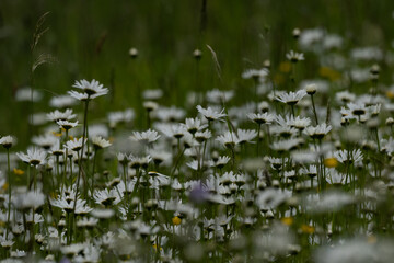 Summer landscape beautiful white clouds over a flowering meadow on a sunny day