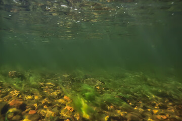 multicolored underwater landscape in the river, algae clear water, plants under water