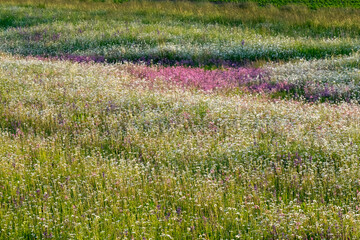 Obraz premium Summer landscape beautiful white clouds over a flowering meadow on a sunny day