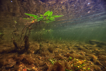 green algae underwater in the river landscape riverscape, ecology nature