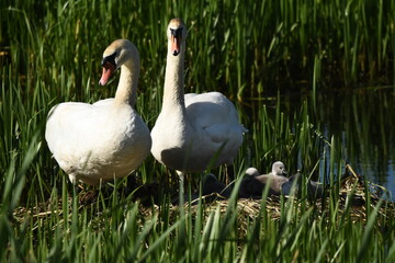 Mute swan swimming on the lake, river. A snow-white bird with a long neck, forming a loving couple and caring family.