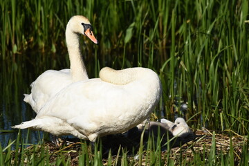 Mute swan swimming on the lake, river. A snow-white bird with a long neck, forming a loving couple...