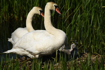 Mute swan swimming on the lake, river. A snow-white bird with a long neck, forming a loving couple and caring family.