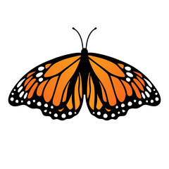 Monarch butterfly. Vector illustration isolated on white background