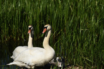 Mute swan swimming on the lake, river. A snow-white bird with a long neck, forming a loving couple...