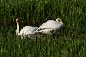 Mute swan swimming on the lake, river. A snow-white bird with a long neck, forming a loving couple and caring family.