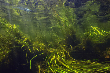 green algae underwater in the river landscape riverscape, ecology nature