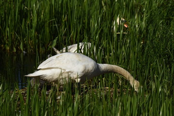 Mute swan swimming on the lake, river. A snow-white bird with a long neck, forming a loving couple...