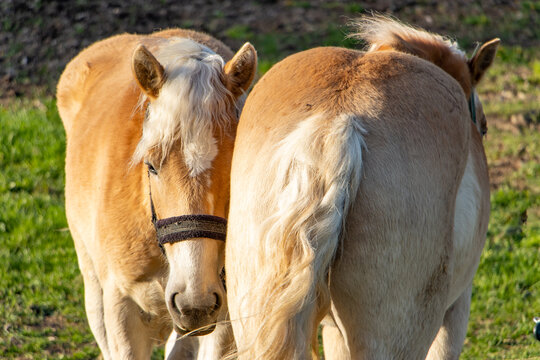 The pair of the haflinger horse on a spring pasture.