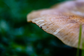 close up of a insect on the mushroom