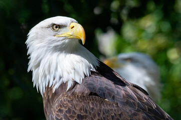 Captive Bald Eagle, also known as the American Eagle, Bald Eagle, White-headed Eagle, or American Eagle