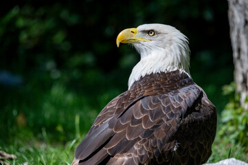 Captive Bald Eagle, also known as the American Eagle, Bald Eagle, White-headed Eagle, or American Eagle