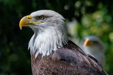 Captive Bald Eagle, also known as the American Eagle, Bald Eagle, White-headed Eagle, or American Eagle
