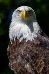 Foto op Plexiglas Captive Bald Eagle, also known as the American Eagle, Bald Eagle, White-headed Eagle, or American Eagle © goyoconde