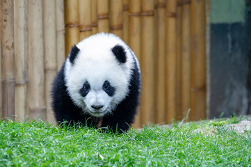 Obraz premium Baby Panda Bear, bred in captivity