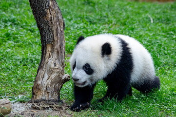 Obraz premium Baby Panda Bear, bred in captivity