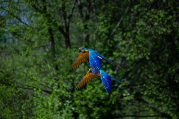 Pair of Macaws flying in captivity