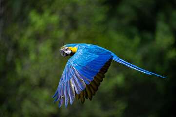 Pair of Macaws flying in captivity