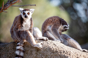 Captive-bred lemurs are a strepsirrhine primate endemic to the island of Madagascar